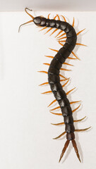 Scolopendra cingulata, also known as Megarian (Mediterranean) banded centipede.