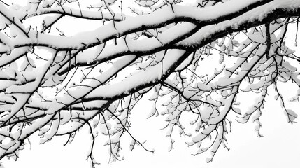 Obraz premium Snow covered branches