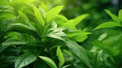 close-up of a lush tea tree, illuminated by natural light. The leaves look healthy and vibrant, with various shades of green creating a dynamic and lively atmosphere.