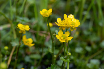 Beautiful yellow flowers of Gmelin's buttercup growing in water.