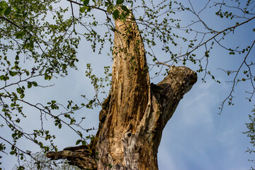 Old rotten dead wood in the forest