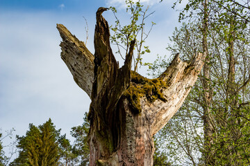 Old rotten dead wood in the forest