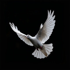 Fototapeta premium World Peace Day, Peace, White Pigeon
