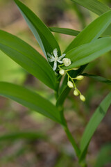 False Solomon's seal with green foliage is growing in the woods.