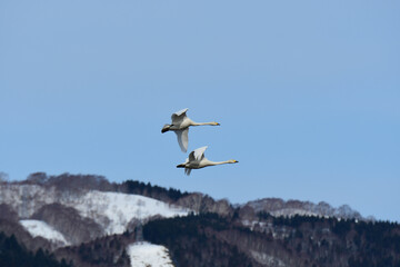 山裾を飛ぶ二羽の白鳥