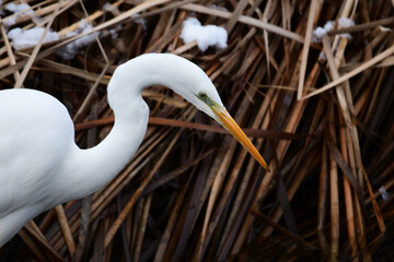 魚を探す真剣な表情のダイサギ