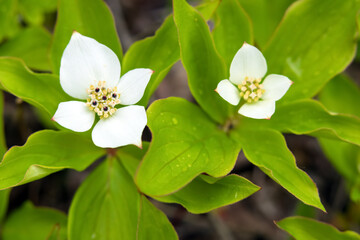 Canadian bunchberry plants with white flowers is blooming in the woods.