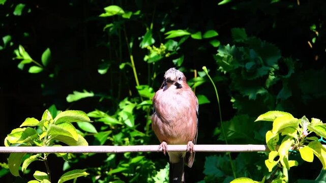 JAY (Garrulus glandarius) perching on a branch and looking around