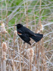 Red-winged blackbird in the marsh