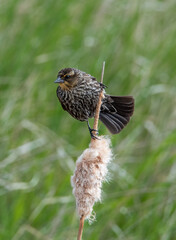 Red-winged blackbird in the marsh