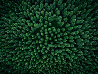 Obraz premium Aerial view of beautiful forest mountain landscape