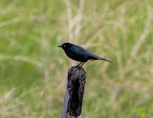 brewer's blackbird on a wood post