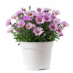 A Aster in a white pot, no shadow, isolated on white background 