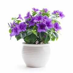 A Blue Flamboyant in a white pot, no shadow, isolated on white background