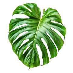 theme summer and isolated on a white background Green monstera leaf-PNG