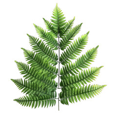 Tropical fern plant-PNG