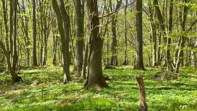 Stenshuvud national park in springtime, Kivik, Simrishamn community, Skane county, Sweden, Scandinavia, Europe