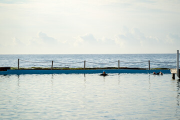 Obraz premium Alone swimmer outdoor pool sunrise beach freestyle exercise 