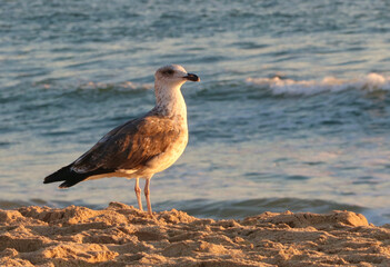 A seagull standing in the sand on a Virginia beach during sunrise