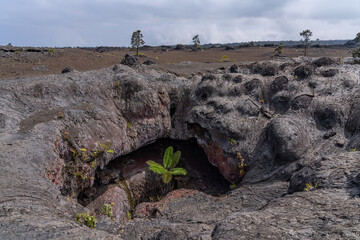 Plants grow from the 1969 fissure vents. Hawaii Volcanoes National Park, Kīlauea volcano. A...