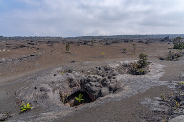 Plants grow from the 1969 fissure vents. Hawaii Volcanoes National Park, Kīlauea volcano. A...