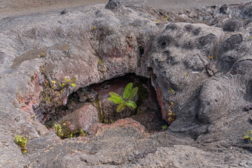 Plants grow from the 1969 fissure vents. Hawaii Volcanoes National Park, Kīlauea volcano. A...