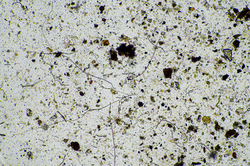 microorganisms and soil biology, with nematodes and fungi under the microscope. in a soil and compost sample on a farm