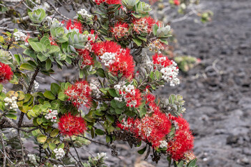 Metrosideros polymorpha, the ʻōhiʻa lehua, flowering evergreen tree in the myrtle family, Myrtaceae, Hawaii Volcanoes National Park. 1973 Lava Flows, Kīlauea volcano
