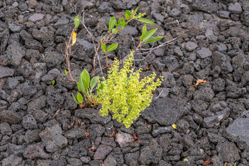 Rumex skottsbergii, or more commonly known as lava dock, is a shrub of the genus Rumex. Hawaii Volcanoes National Park, 1973 Lava Flow from Fissure vent, Kīlauea volcano PLANTS