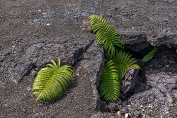 Sadleria cyatheoides, amaumau fern or ʻamaʻu, is a fern species in the family Blechnaceae, Hawaii Volcanoes National Park, 1973 Lava Flow from Fissure vent, Kīlauea volcano PLANTS