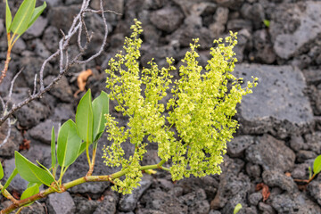 Rumex skottsbergii, or more commonly known as lava dock, is a shrub of the genus Rumex. Hawaii Volcanoes National Park, 1973 Lava Flow from Fissure vent, Kīlauea volcano PLANTS