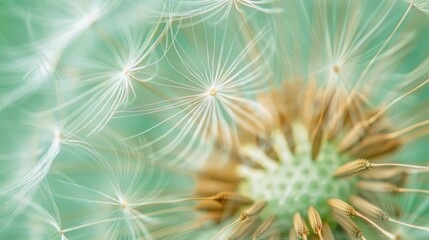 Fototapeta premium Macro close up of dandelion flower pollen in spring on green background