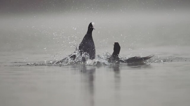 Eurasian coot birds fighting in the water in slow motion