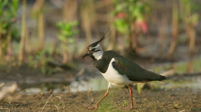 Beautiful kievit shorebird walking in wetland. Slow motion 