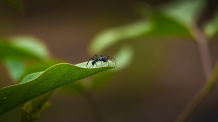 Myrmarachne the ant mimicking jumping spider on leaf looking around