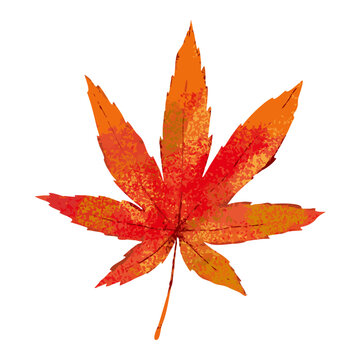 recommend clip art: もみじ（紅葉）の手書き水彩イラスト／白い背景に分離されたフラットなベクター素材