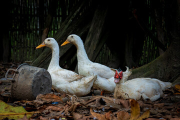 Group of Muscovy Duck and Domestic Duck resting around a small farm in backyard