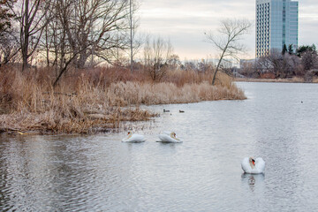 Humber Bay Shores, Toronto, Ontario, Canada, foggy morning, winter landscape,lake ontario