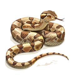 Fototapeta premium Clipart illustration of snake on a white background. Suitable for crafting and digital design projects.[A-0002]