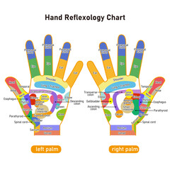 手のひらの反射区・手のつぼ　図解イラスト（英語版）