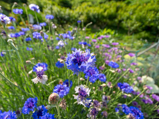 山に咲いた青いヤグルマギクの花