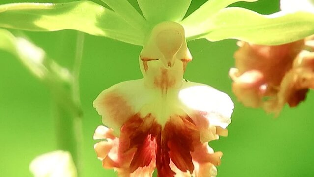 【山野草・ラン】サルメンエビネ（猿面海老根）：Calanthe tricarinata 240523-3