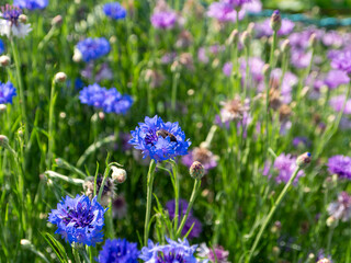 山に咲く青色のヤグルマギクと蜜蜂