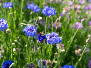山に咲く青色のヤグルマギクと蜜蜂