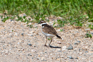 Killdeer on a gravel road