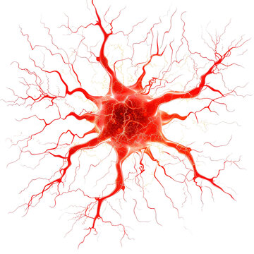 Detailed illustration of a glowing red neuron with branching dendrites, showcasing a vibrant network of neural connections isolated on transparent background, PNG
