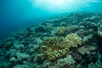 Healthy corals cover a reef slope on a remote island in the Forgotten Islands of Indonesia. This beautiful region harbors extraordinary marine biodiversity.