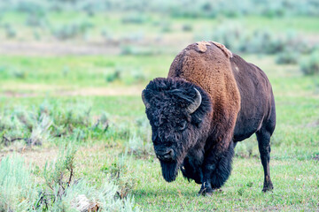 Solitary bison in Yellowstone National park, Wyoming