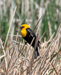 Male yellow headed blackbird in the marsh