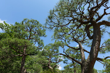 明月院の松の木
